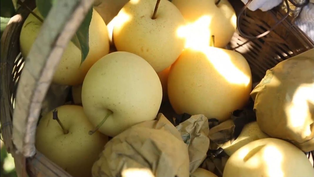 More young Chinese return to countryside to boost rural revitalization