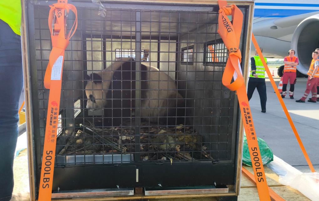 Un couple de pandas géants arrive en Autriche pour un séjour de dix ans