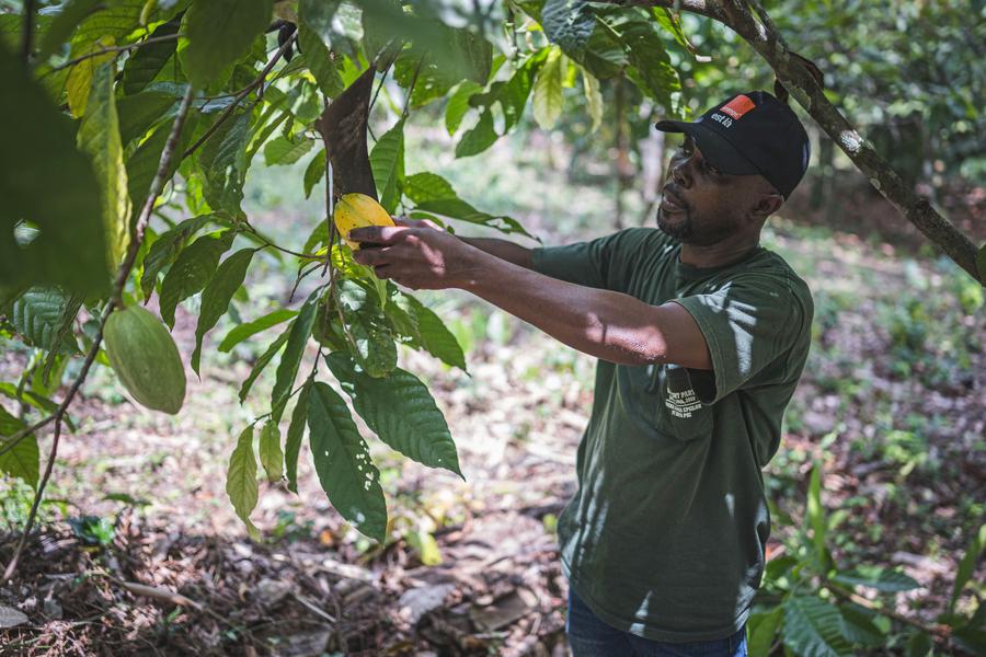 Une usine construite par la Chine modernisera l’industrie du cacao en Côte d’Ivoire