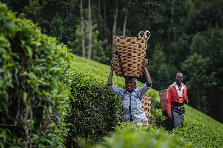 Les industries africaines du thé et du café en quête d’investissements internationaux au salon de Kigali