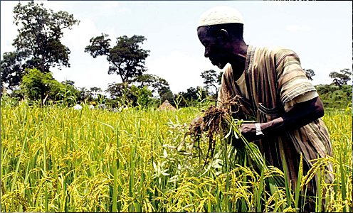 Guinée : l’agriculture commerciale va bénéficier d’un financement de 150 millions de dollars de la BM