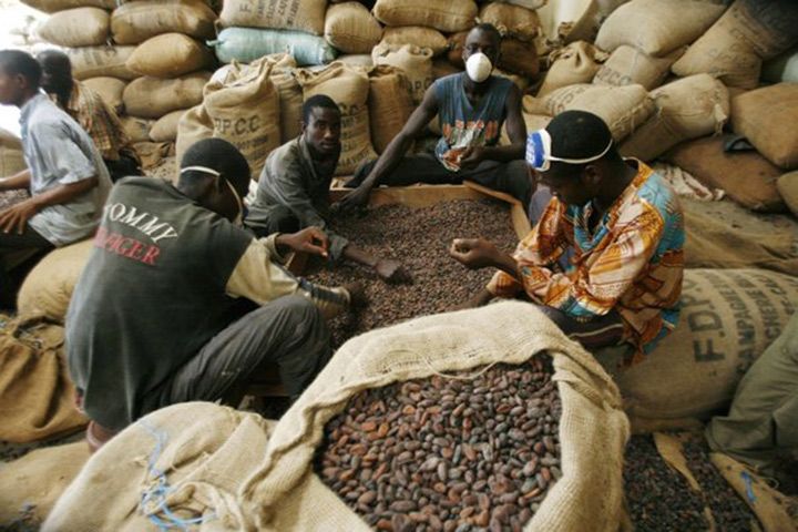 Agriculture en Côte d’Ivoire : La BAD injecte 100 millions d’euros dans la chaîne de valeur du cacao