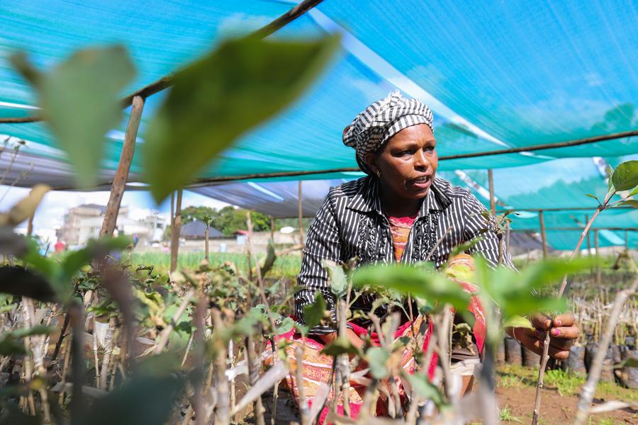 Coopération agricole sino-africaine : le transfert de savoirs pour l’autonomie agricole