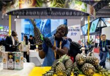 Arrivée de la première importation d’ananas béninois « pain de sucre » au Hunan
