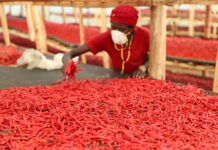 Dédouanement de la première expédition de piment séché d’Ouganda vers la Chine à Shanghai