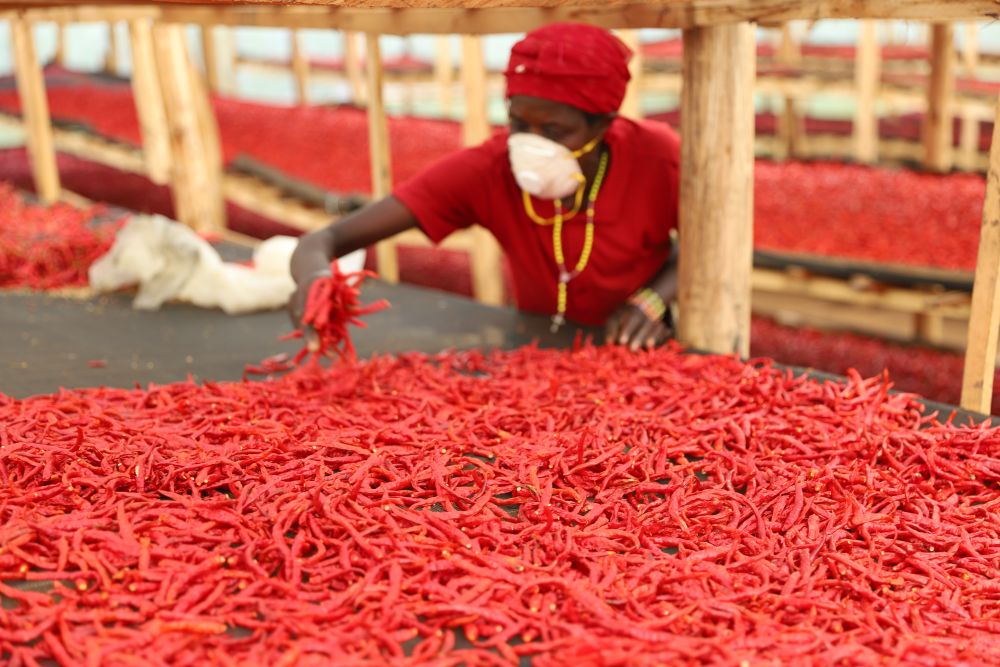 Dédouanement de la première expédition de piment séché d’Ouganda vers la Chine à Shanghai