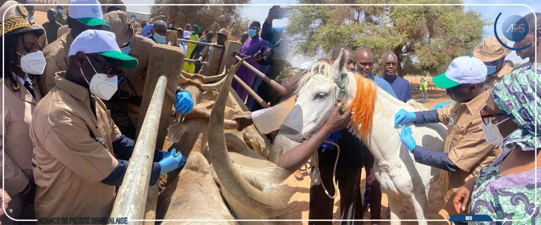 Sénégal : lancement de la campagne nationale de vaccination du cheptel