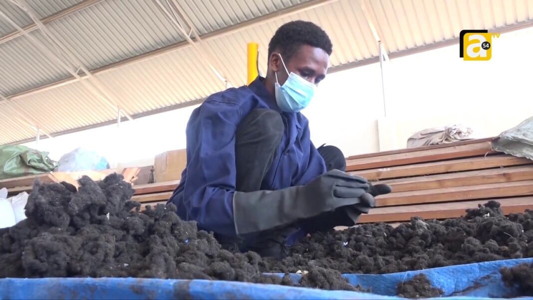 Quand les cheveux deviennent fertilisants : l’idée ingénieuse d’un jeune Tanzanien