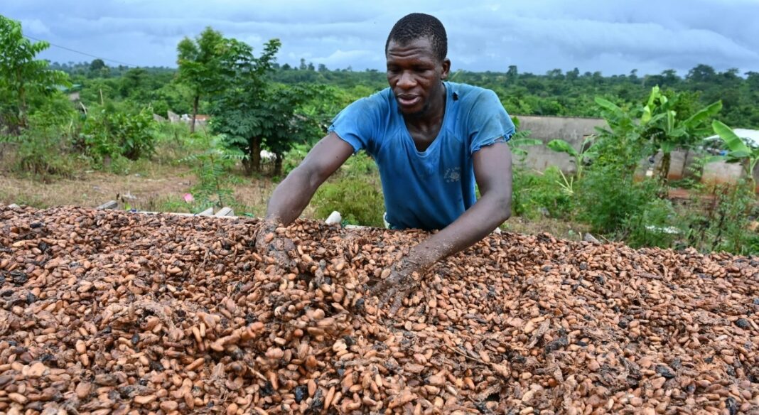 Côte d’Ivoire : baisse de 57% du prix d’achat du cacao aux producteurs