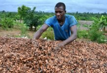 Côte d’Ivoire : baisse de 57% du prix d’achat du cacao aux producteurs