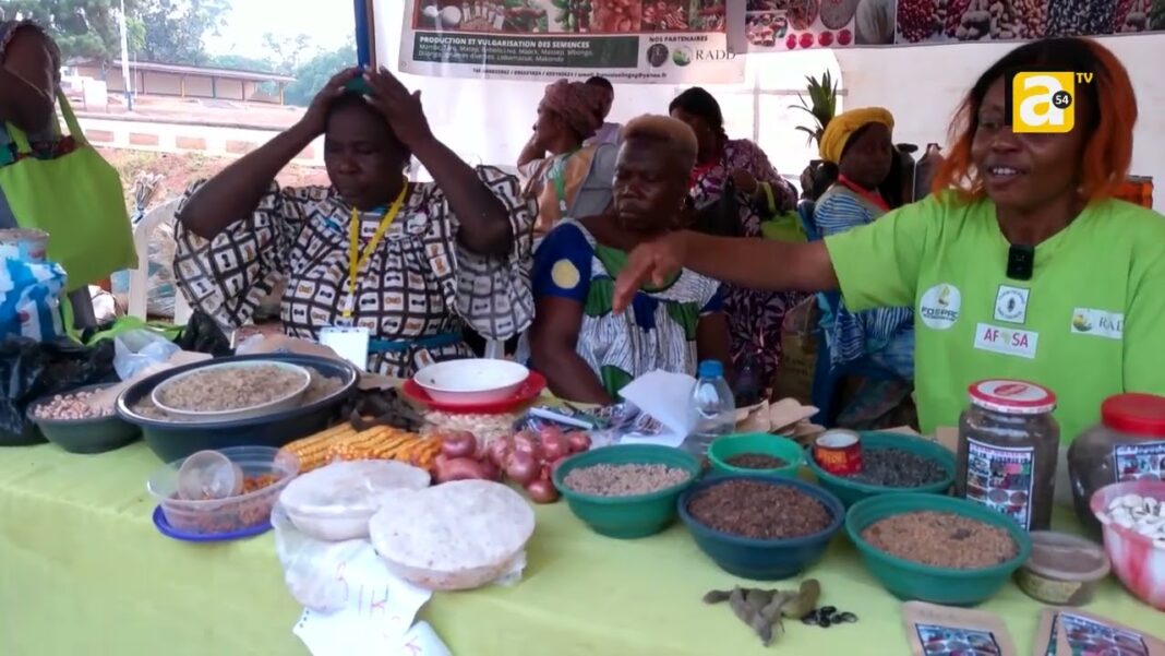 Au Cameroun, la ville d’Esse vibre au rythme de la foire des semences paysannes