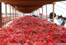 Au Rwanda, les producteurs de piments bénéficient de la politique chinoise d’exemption de droits de douane