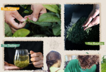 Experience tea culture in Jiangsu Province