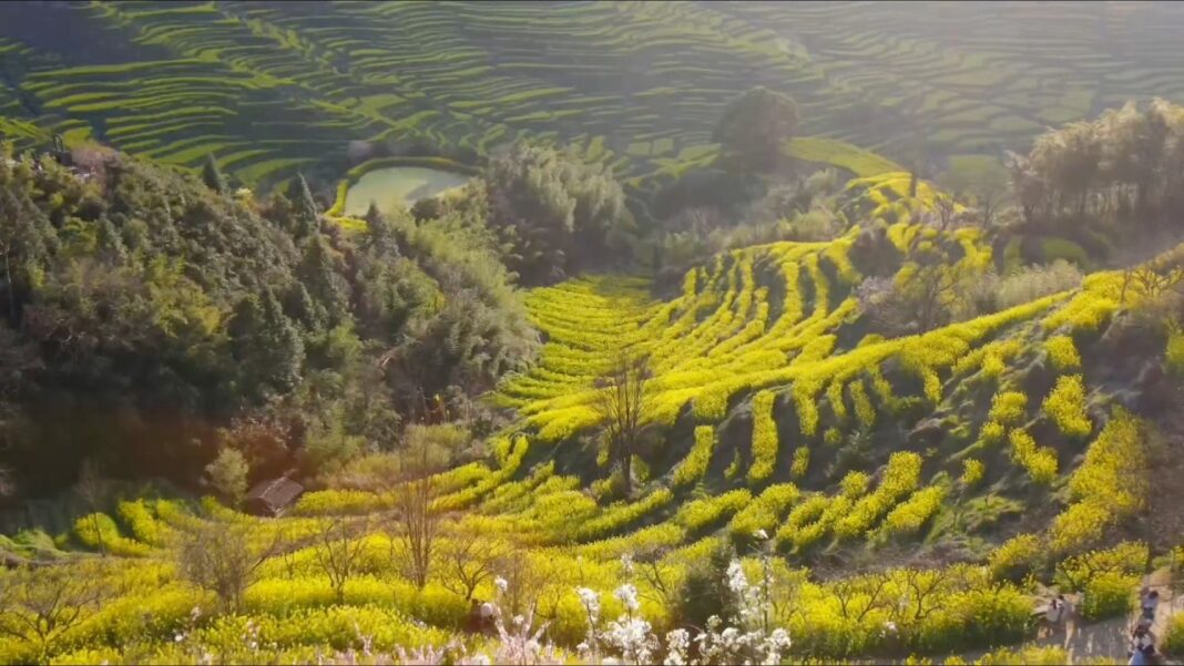 How rapeseed blossoms fuel spring economy in east China village