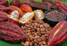 Au Cameroun, le Prix du kilogramme du cacao au-dessus de 1 500 F CFA