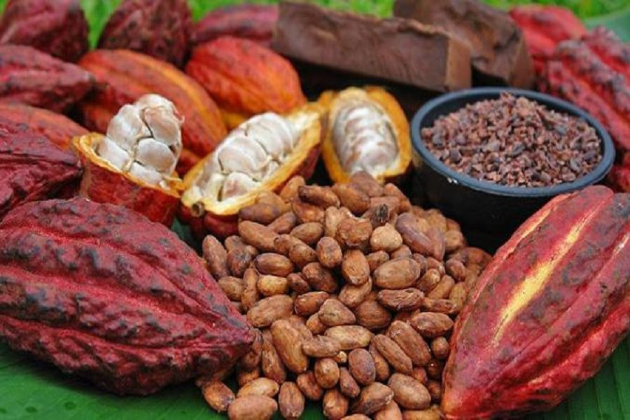 Au Cameroun, le Prix du kilogramme du cacao au-dessus de 1 500 F CFA