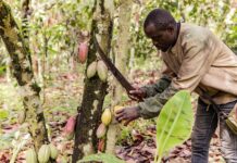 (Hello Africa) Cameroon cocoa growers eye vast China market, buoyed by Beijing’s zero-tariff policy