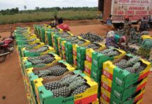 Le Bénin se dote d’une stratégie nationale pour accélérer la transformation des systèmes alimentaires