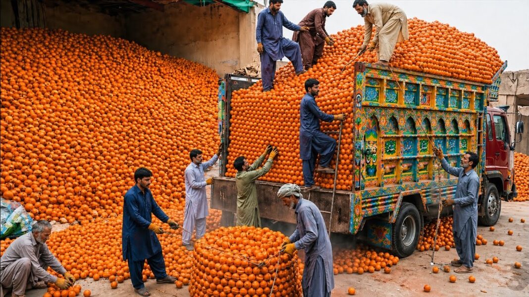 Shouguang vegetables: bridging China and Pakistan through ecological agriculture cooperation