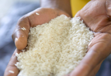 Le riz vendu au Sénégal est-il dangereux ? Dakar répond aux rumeurs de contamination généralisée du riz aux aflatoxines et appelle à la sérénité