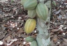 Côte d’Ivoire : une avancée prometteuse contre le virus de l’œdème des pousses, maladie virale du cacaoyer
