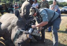 Protection des rhinocéros blancs en Afrique du Sud