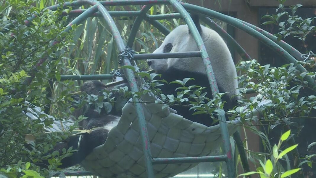 How Pandas Won America’s Heart