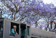 Kenya : des jacarandas en fleurs à Nairobi