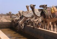 ZOOM AFRIQUE : El Nino amplifie les risques climatiques en Afrique
